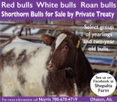Bulls for Sale by Private Treaty