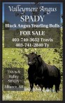 Black Angus Yearling Bulls FOR SALE